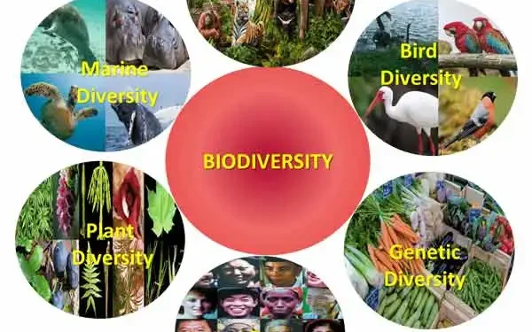 Companies told to protect nature now or face extinction themselves – Reuters