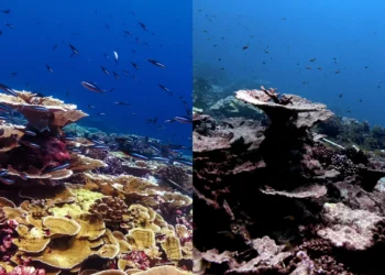 The worst coral bleaching event ever recorded damaged over 50% of reefs – Science Daily