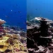 The worst coral bleaching event ever recorded damaged over 50% of reefs – Science Daily