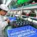 Asia’s EVolution: Inside China’s grip on battery-grade lithium – CNA