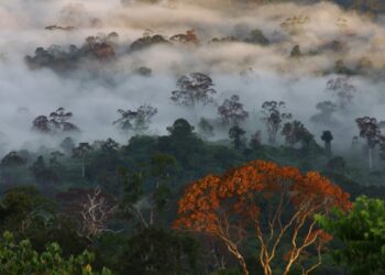 Sabah’s forests power Malaysia’s carbon credit push – Arthur Kurup
