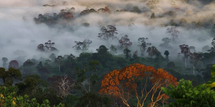 Sabah’s forests power Malaysia’s carbon credit push – Arthur Kurup