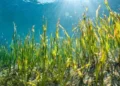 Map to protect Malaysia’s seagrass, fisheries resources and marine biodiversity