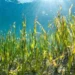 Map to protect Malaysia’s seagrass, fisheries resources and marine biodiversity