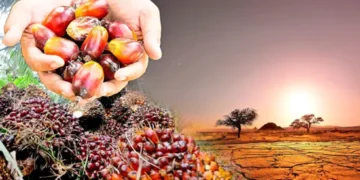Monsoon Patterns and Weather Volatility Threaten Regional Palm Oil Outputs
