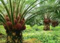 Malaysia’s CPO Prices Supported by Biodiesel Demand Despite Supply Pressure