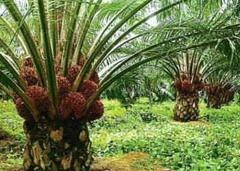 Malaysia’s CPO Prices Supported by Biodiesel Demand Despite Supply Pressure
