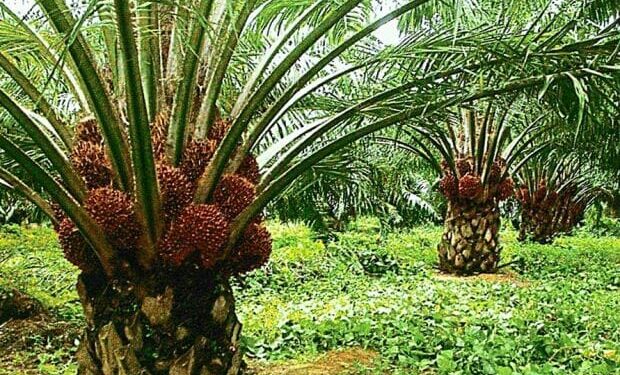 Malaysia’s CPO Prices Supported by Biodiesel Demand Despite Supply Pressure