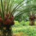 Malaysia’s CPO Prices Supported by Biodiesel Demand Despite Supply Pressure