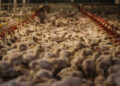 Extreme Heat and El Niño Intensification Surge Operational Overhead Across Malaysian Livestock Sector