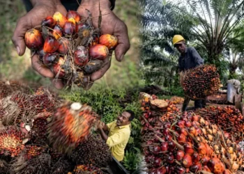 Robust Regional Biodiesel Mandates and Geopolitical Shifts Anchor Crude Palm Oil Prices