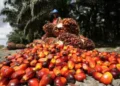 EUDR Enforcement Positions MSPO-Certified Malaysian Planters for Market Premium