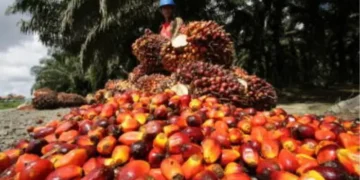 EUDR Enforcement Positions MSPO-Certified Malaysian Planters for Market Premium