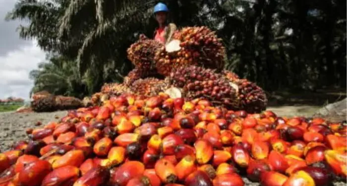 EUDR Enforcement Positions MSPO-Certified Malaysian Planters for Market Premium