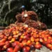 EUDR Enforcement Positions MSPO-Certified Malaysian Planters for Market Premium
