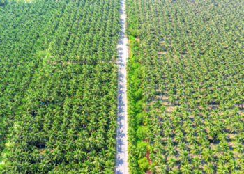 Palm Oil Prices Slide to Seven-Week Low Amid Soaring Production and Inventory Build