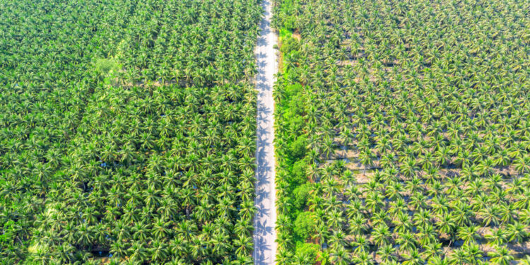 Palm Oil Prices Slide to Seven-Week Low Amid Soaring Production and Inventory Build
