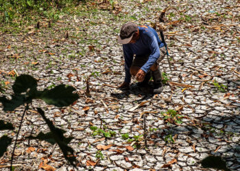 Record-Shattering El Niño Tightens Regional Grids and Bio-Energy Markets