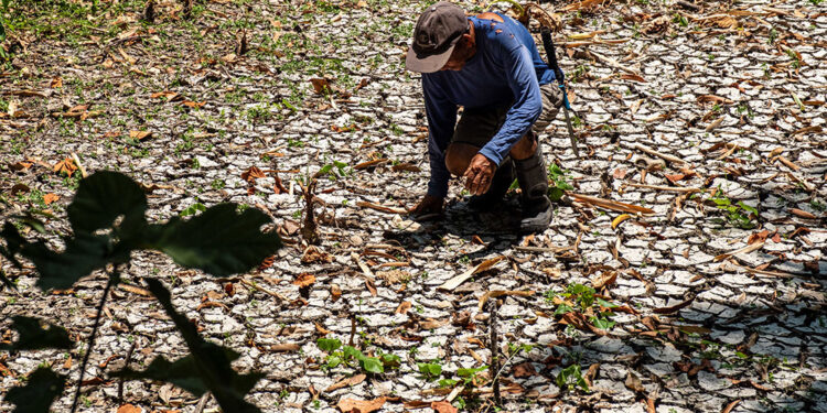 Record-Shattering El Niño Tightens Regional Grids and Bio-Energy Markets