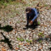 Record-Shattering El Niño Tightens Regional Grids and Bio-Energy Markets