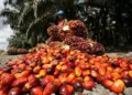 El Niño Pressures Malaysia’s Palm Oil Sector