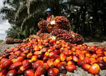 El Niño Pressures Malaysia’s Palm Oil Sector