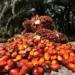 El Niño Pressures Malaysia’s Palm Oil Sector