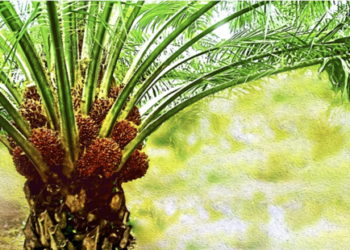 Record Palm Oil Inventories Expected to Weigh on CPO Prices