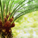 Record Palm Oil Inventories Expected to Weigh on CPO Prices